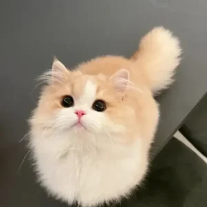 My Realistic Kitten Robot