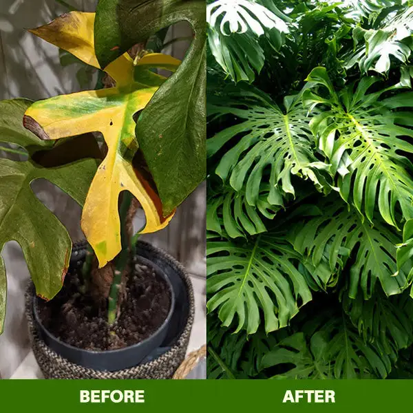 MagicBlooms Slow-Release Plant Fertilizer Spikes - Image 12