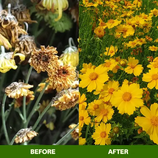 MagicBlooms Slow-Release Plant Fertilizer Spikes - Image 13