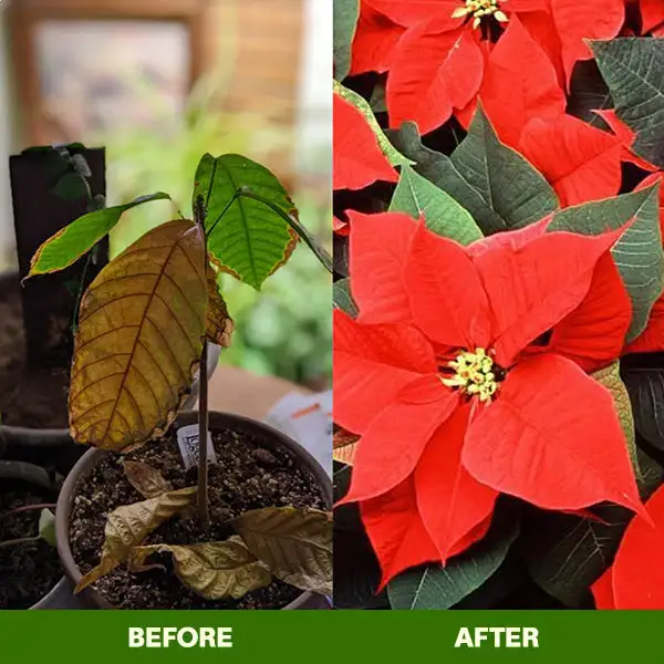 MagicBlooms Slow-Release Plant Fertilizer Spikes - Image 15