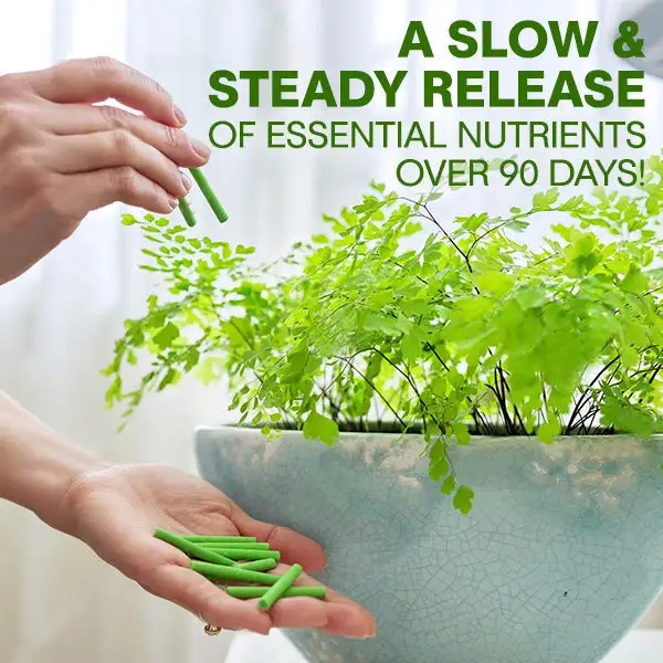 MagicBlooms Slow-Release Plant Fertilizer Spikes - Image 3