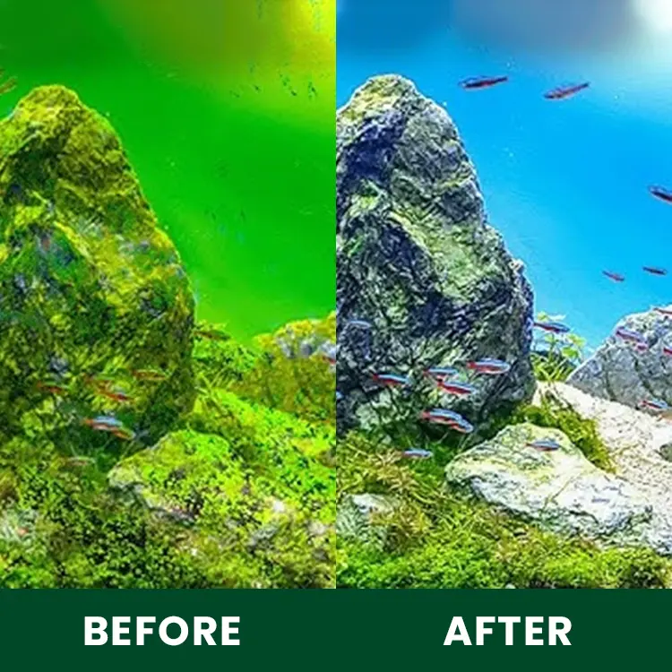 Moss Removal Algaecide and Clarifier - Image 7