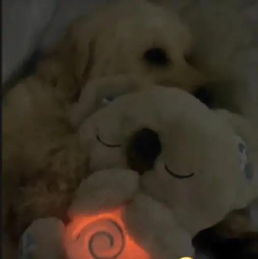 - Breathing Koala Plush - Image 4