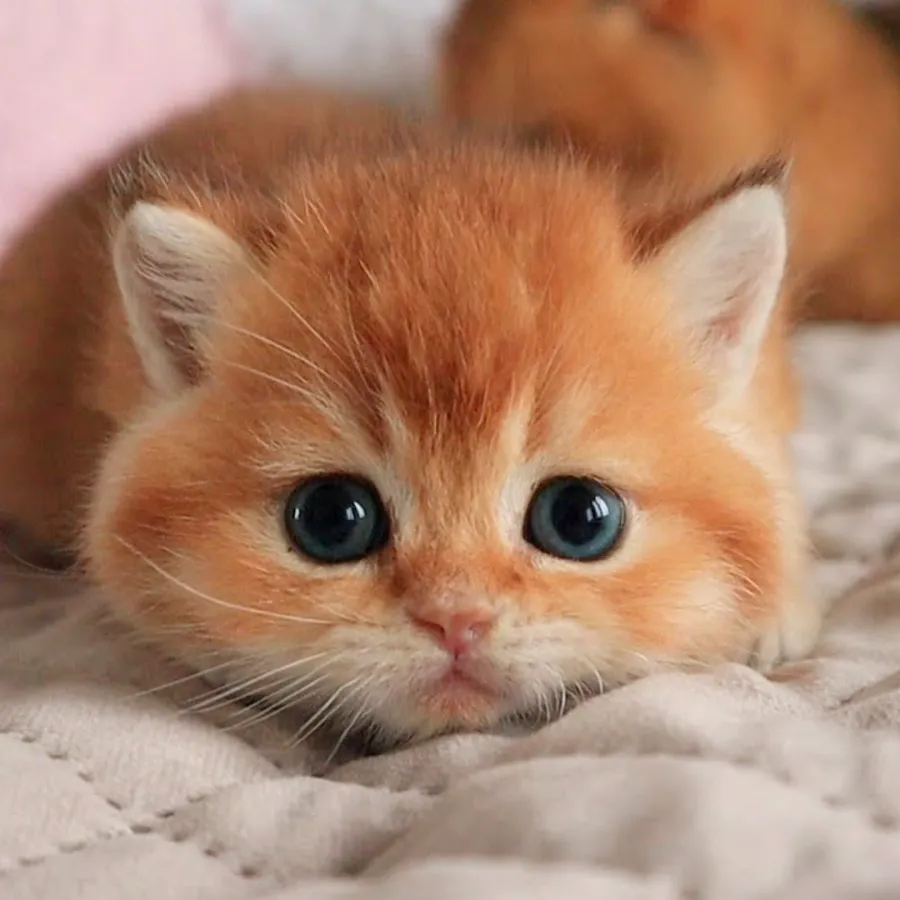 Mily - My Realistic Kitten Robot - Image 5