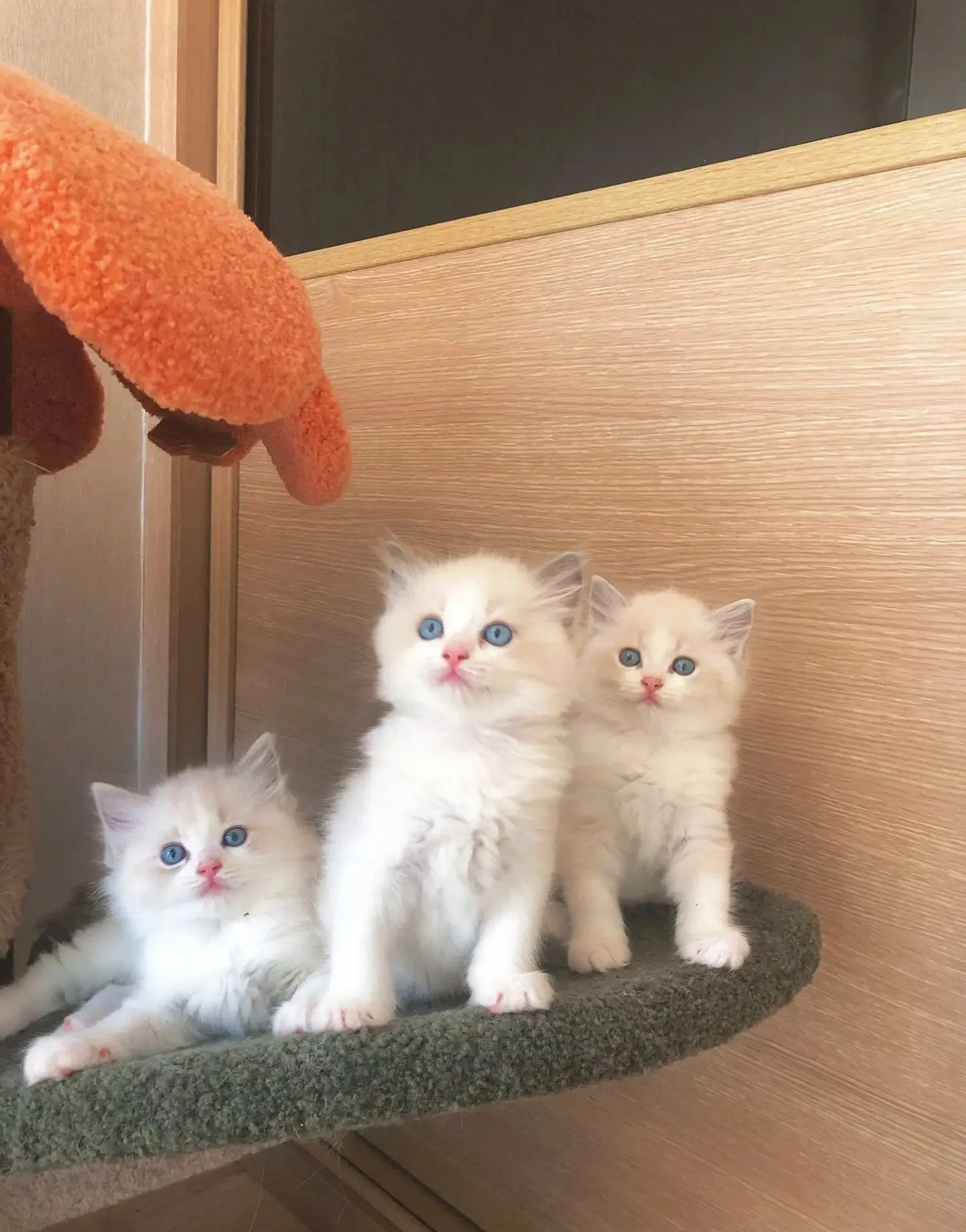 Mily - My Realistic Kitten Robot - Image 6