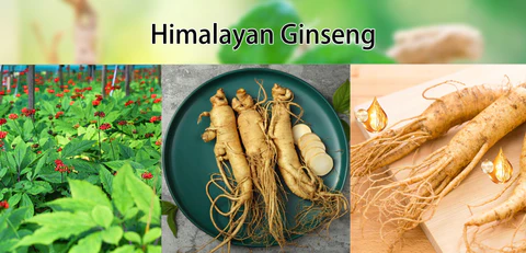 South Natural Detox Slimming Capsules - Image 5