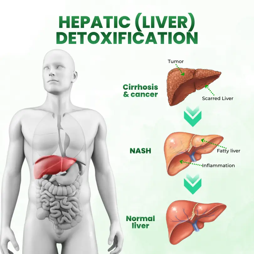 SculptAura Moringa • Berberin + NAD+ 10-in-1 Nano-Microneedle-Patch - Image 9