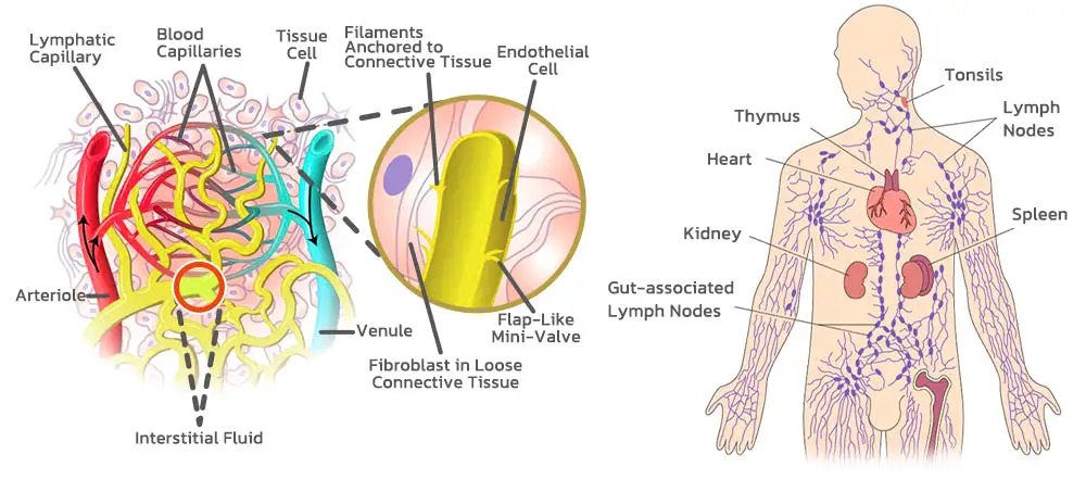 NESLEMY Magnetology Moissanite Diamond Ring - Image 8