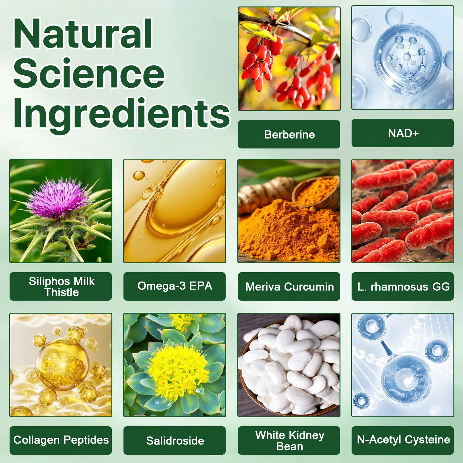 Moringa Berberine + NAD+ 10-in-1 Nano Microneedle Patch - Image 11