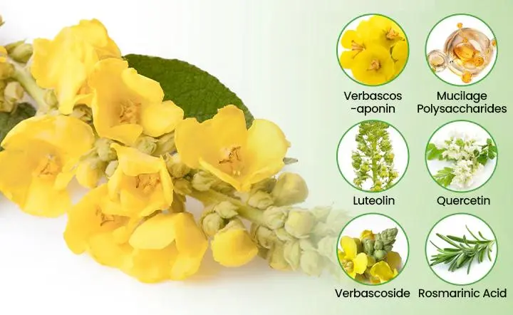 Botanical Mullein Lung Cleanse Diffuser - Image 6