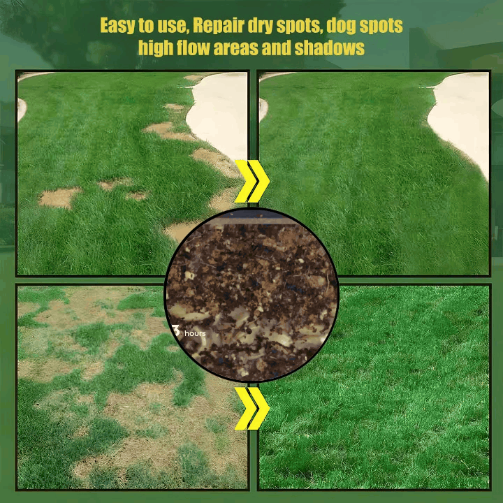 Evergreen Dwarf Grass Seed - Image 2